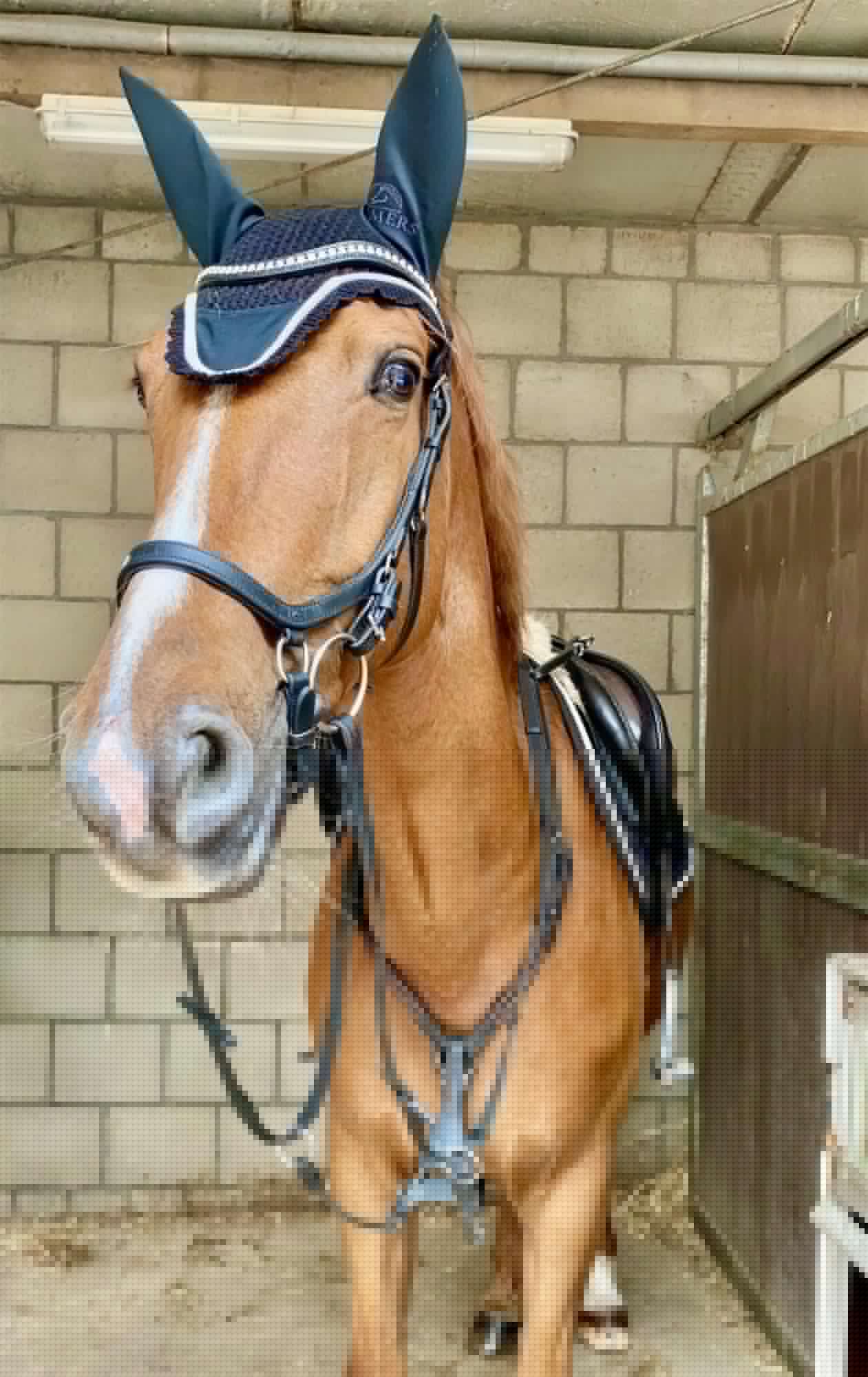 Pferd im Stall